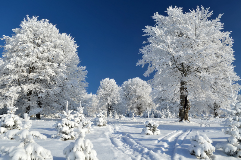 W ogrodzie w styczniu przyroda nie zamiera. Zimą nasz ogród nadal wymaga pielęgnacji. Fot. Fotolia